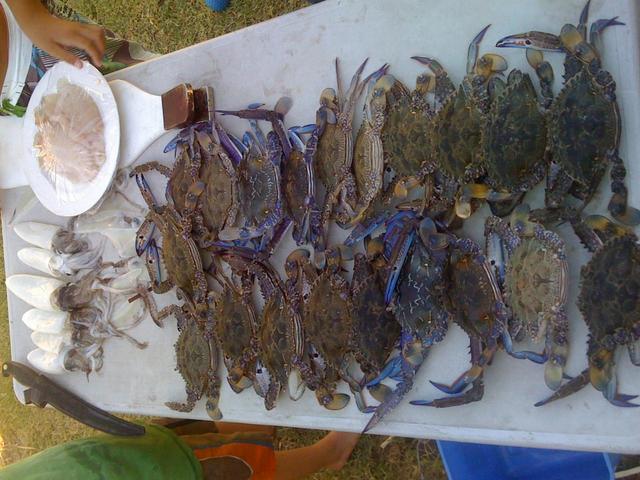 Got Crabs?